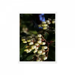 purchasable design image