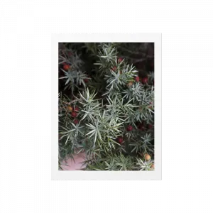 purchasable design image